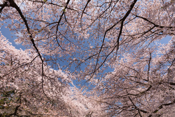 上野公園の桜並木　