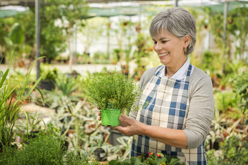 Fototapeta premium Choosing fresh herbs