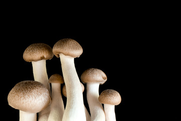Brown shimeji mushroom isolated on black background