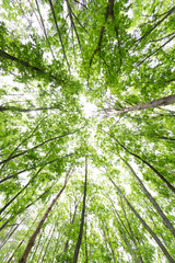 新緑の森　