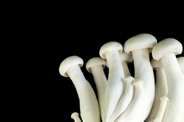 White shimeji mushroom isolated on black background