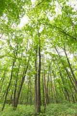 新緑の森　