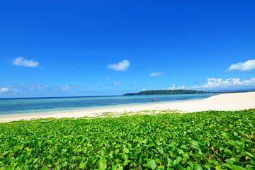 沖縄の青い海と亜熱帯植物