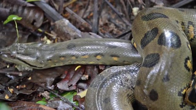 Anaconda slithering away in the Amazon rain forest in Peru