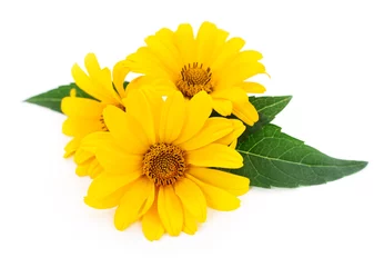 Poster Fleurs fleurs jaunes