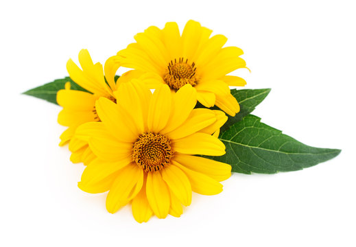 Fototapeta yellow flowers