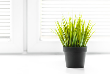 Healthy green potted grass plant in front of window on white counter and bright background.