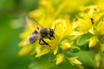 Bee on yellow flower