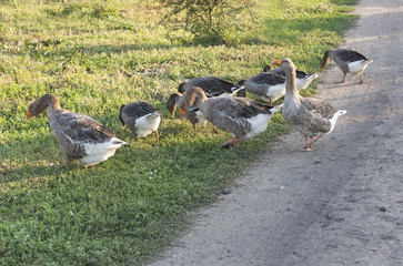 Geese ducks run across poultry yard a peaceful early summer night . Countryside scene with geese photo