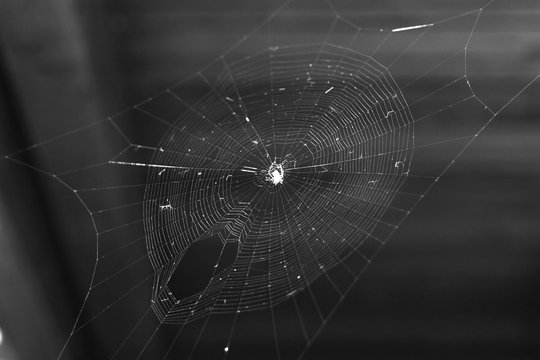 spider web natural net photo