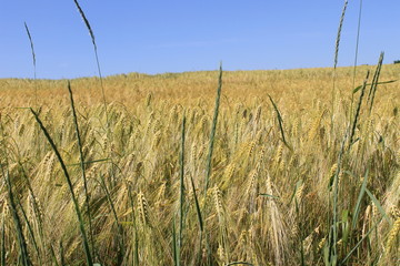 Field of wheat