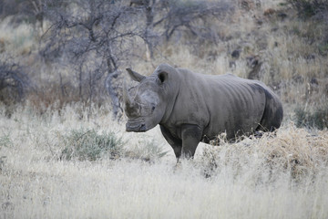 white rhino in the bush