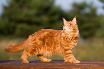 red maine coon cat posing outdoors - obrazy, fototapety, plakaty
