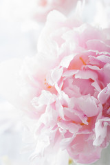 beautiful pink peony flower background © Olga Miltsova