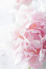 Wandcirkels Pioenrozen beautiful pink peony flower background  © Olga Miltsova