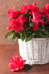 beautiful red azalea flowers in basket over rustic background