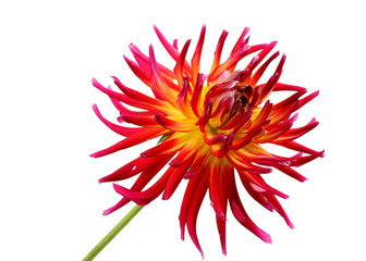 beautiful dahlia on white background