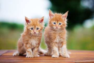 two adorable red maine coon kittens