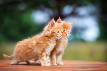 two red maine coon kittens standing together