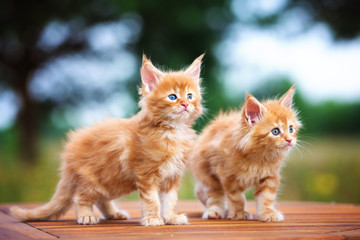 two red maine coon kittens outdoors - obrazy, fototapety, plakaty