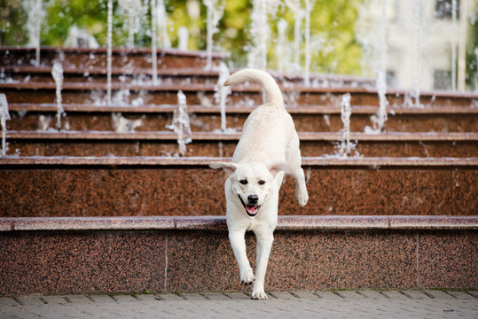 Happy Labrador Dog Jumping From A Fountain