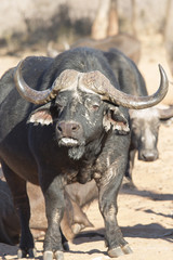 black buffalo