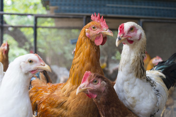 chicken in cage