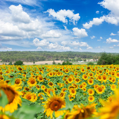 Naklejka premium Field of sunflowers