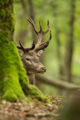 tête cerf tronc arbre