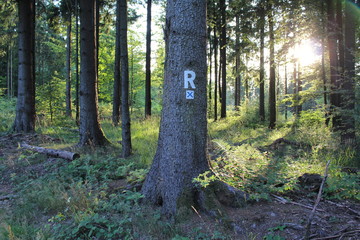 Rennsteig