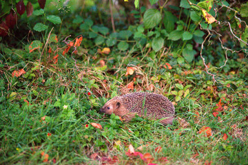 Igel