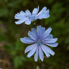 Flower chicory  after rain.