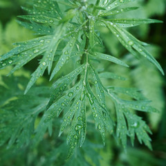 Green grass  after rain.