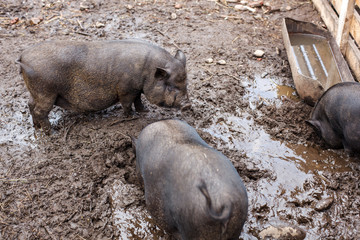 Rural life: pigs in the mud looking for goodies. Pigs are digging ground in paddock full of dirt