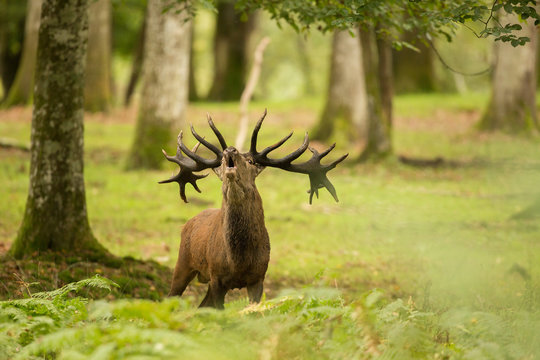 Fototapeta brame cerf cervidé elaphe roi foret