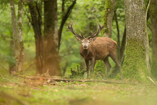 Fototapeta cerf surpris rencontre sauvage forêt roi mammifère