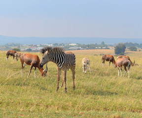 A herd of wild animals, national park South Africa. 
