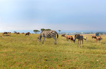 Fototapeta na wymiar A herd of wild animals, national park South Africa. 