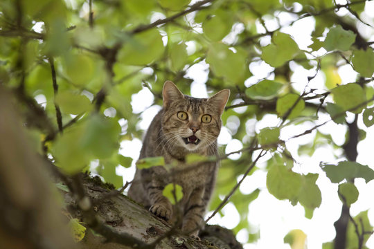 cat high up in tree hunting