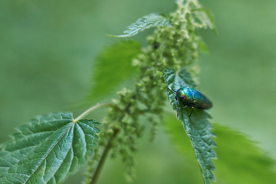 Green beetle on green leaf.