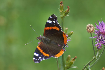 Admiral butterfly .