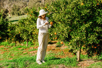 Caucasian girl harvesting mandarins and oranges in organic farm