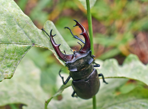 Male stag beetle.