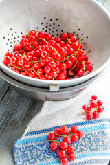 fresh red currants in  metal colander, summer berry, selective f