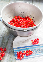 fresh red currants in  metal colander, summer berry, selective f