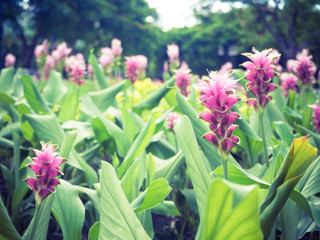Curcuma alismatifolia or Siam tulip or Summer tulip in the garde
