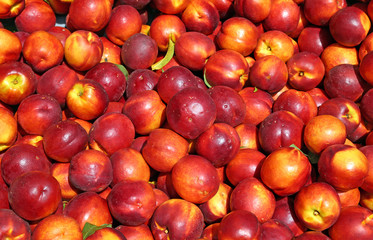 Naklejka na ściany i meble background of ripe Peach nectarines