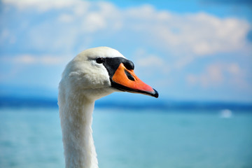 swan on the beach