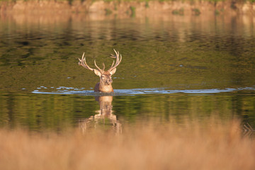 Naklejka premium cerf nager étang lac