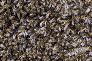 Macro shot of bees swarming on a honeycomb